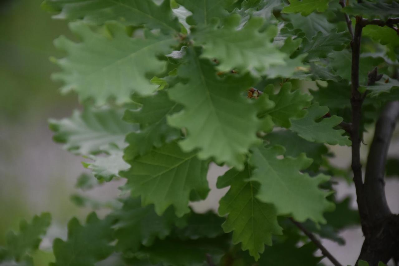 Locanda Sottolaluna Viano 外观 照片